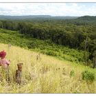 Reisernte - Ratanakiri, Kambodscha