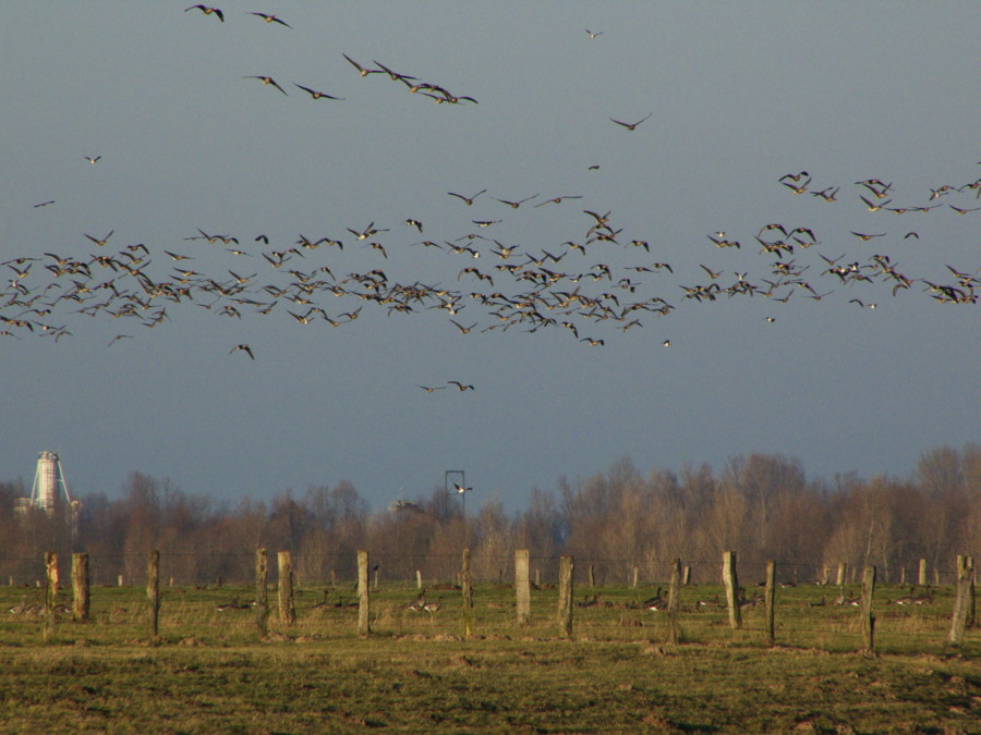 Reisesaison der Zugvögel