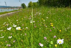 Reisetipp: Donauradweg