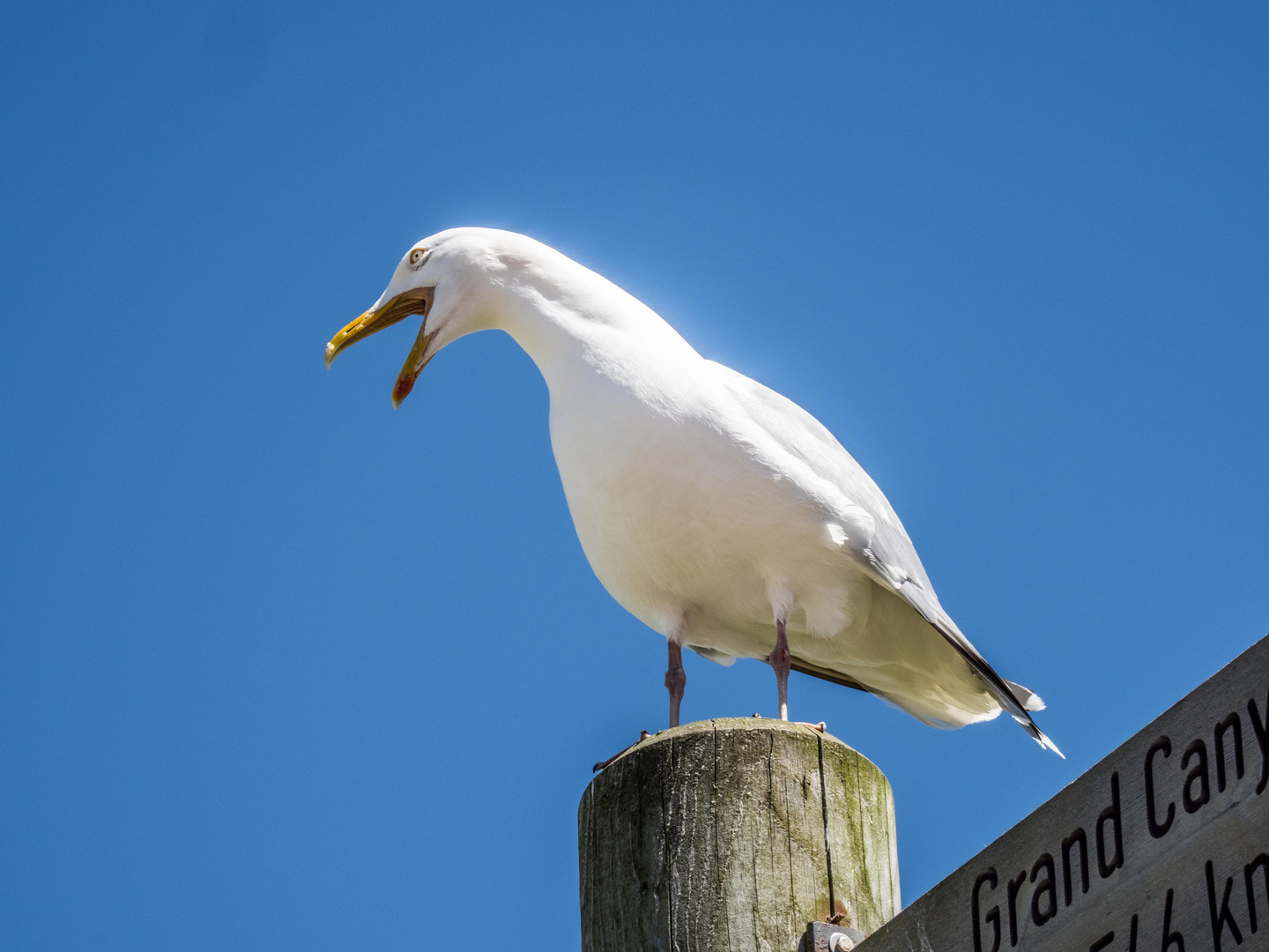 Reisevogel