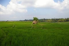 Reisfeld auf Bali