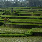 Reisfeld auf Bali