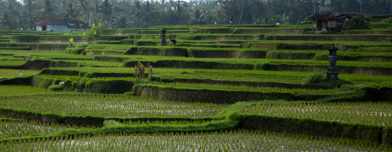 Reisfeld auf Bali