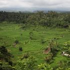 Reisfeld auf Bali