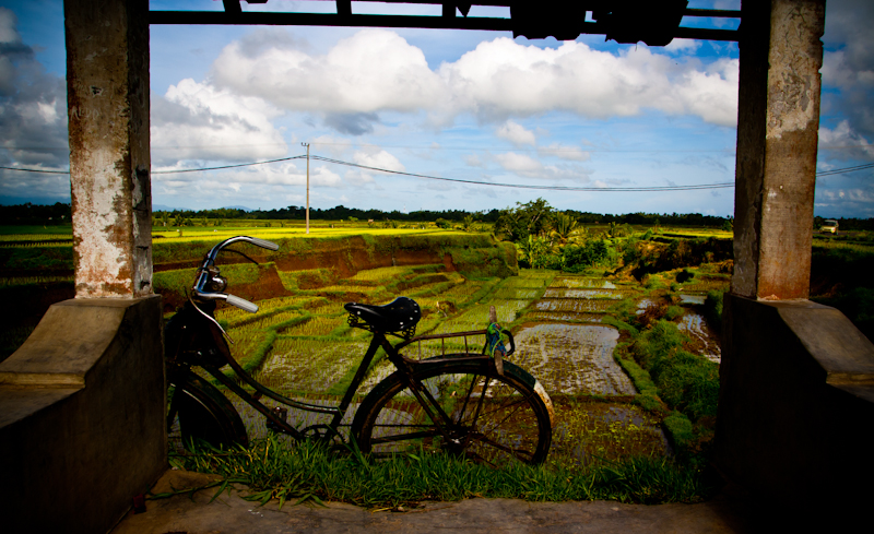 reisfeld auf bali