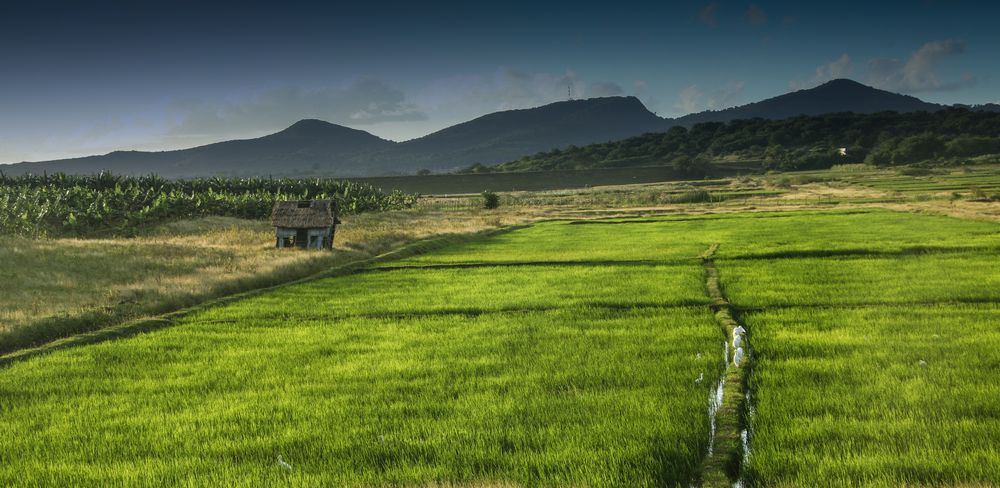 Reisfeld auf Pinares Mayari