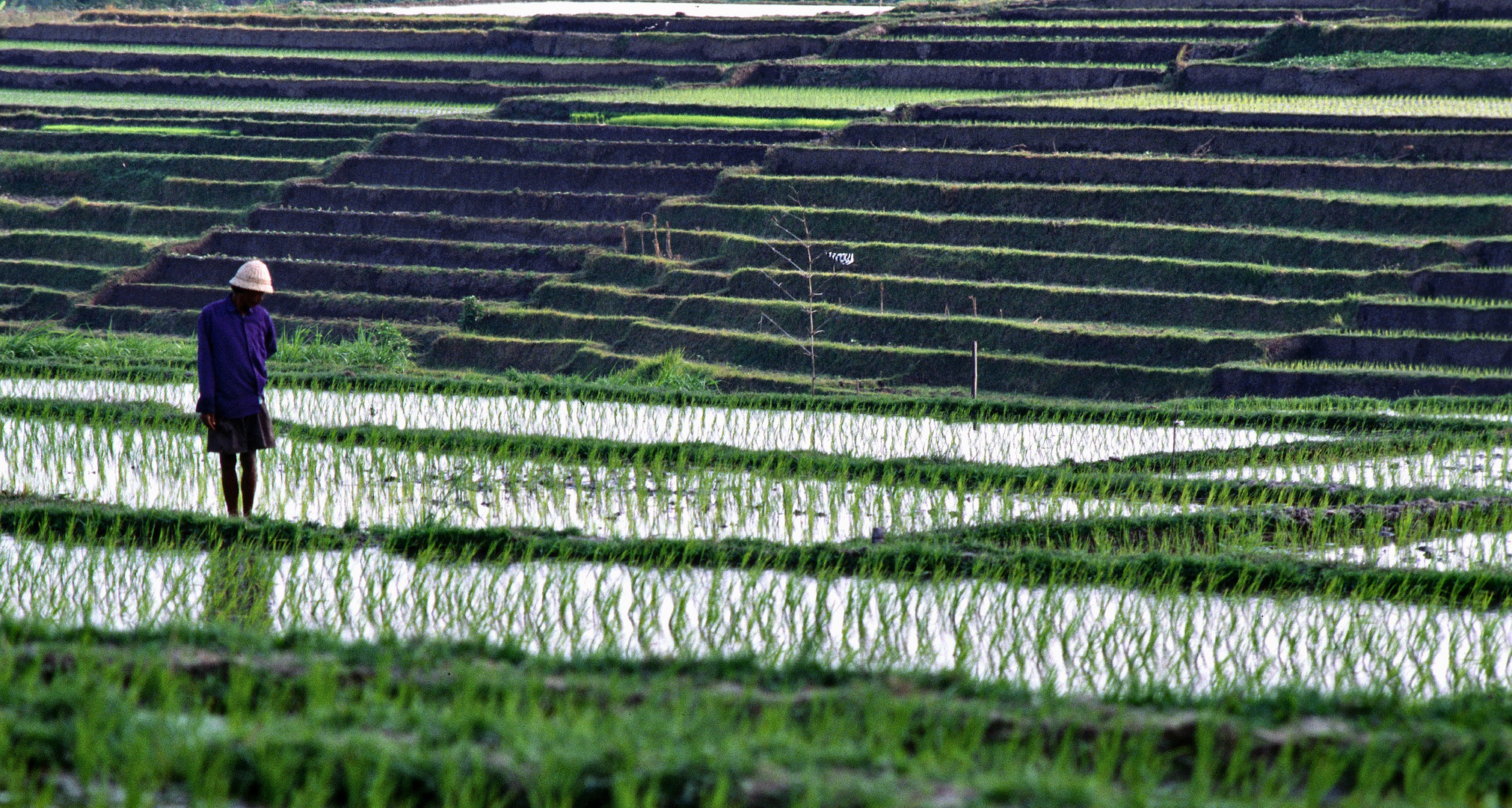 Reisfeld bei Ubud 01