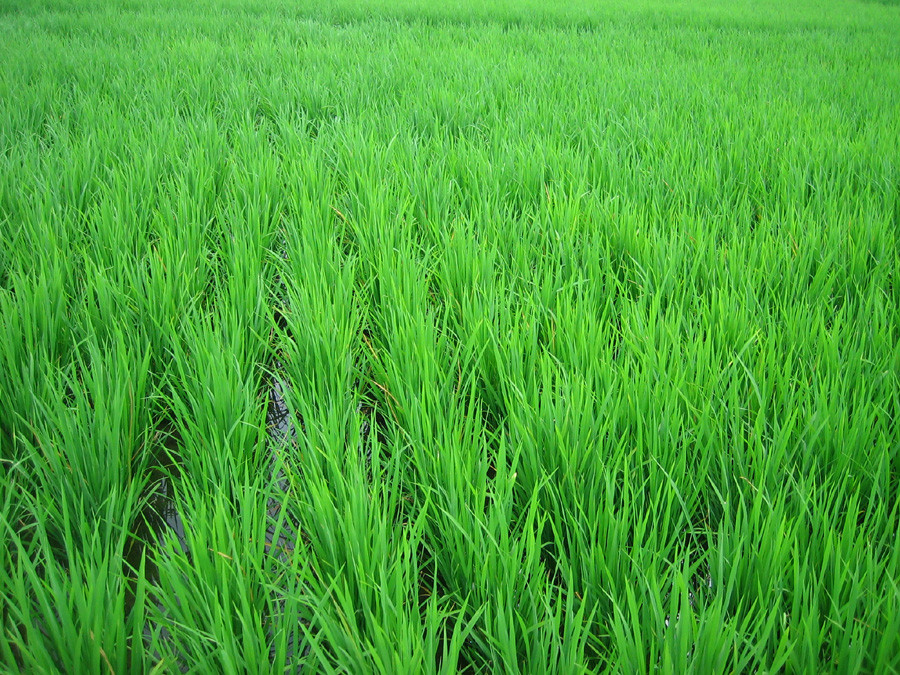 Reisfeld bei Ubud auf Bali