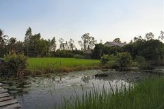 Reisfeld im Mekong Delta