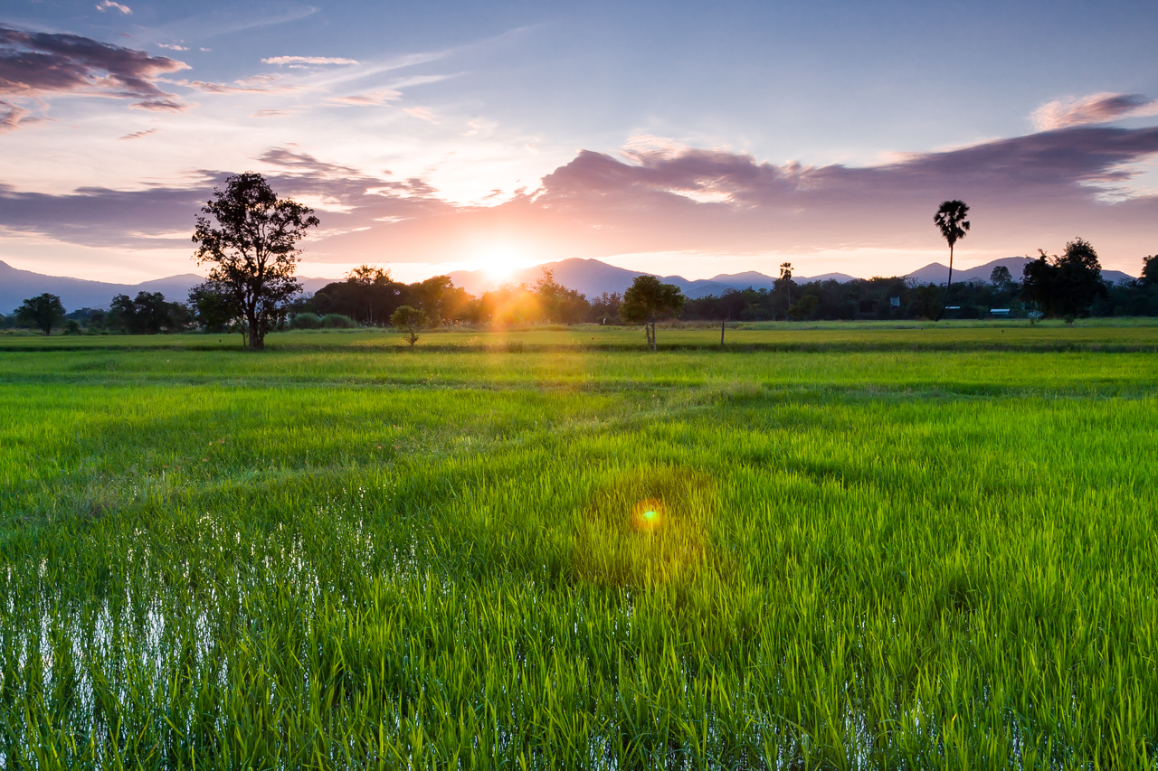 Reisfeld im Sonnenuntergang
