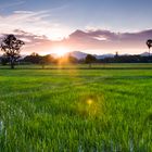 Reisfeld im Sonnenuntergang