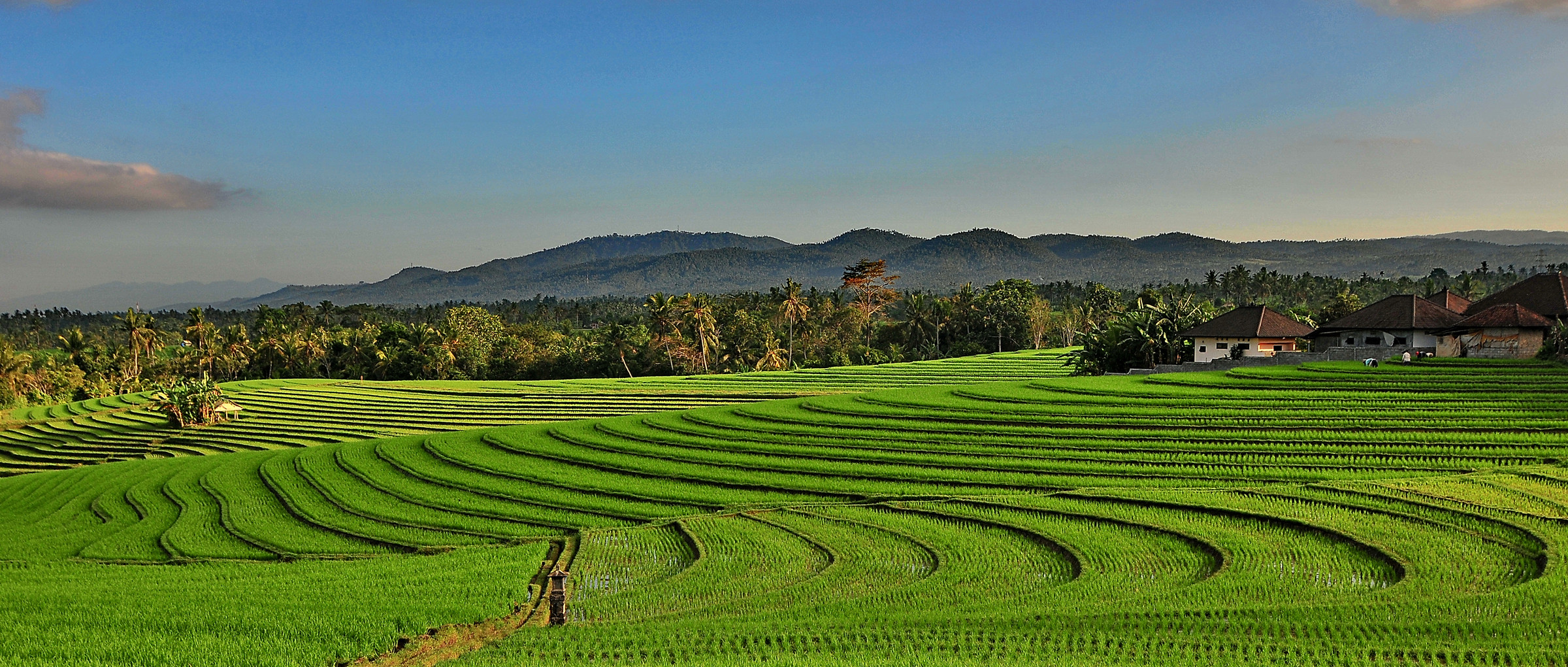 Reisfeld in BALI 1