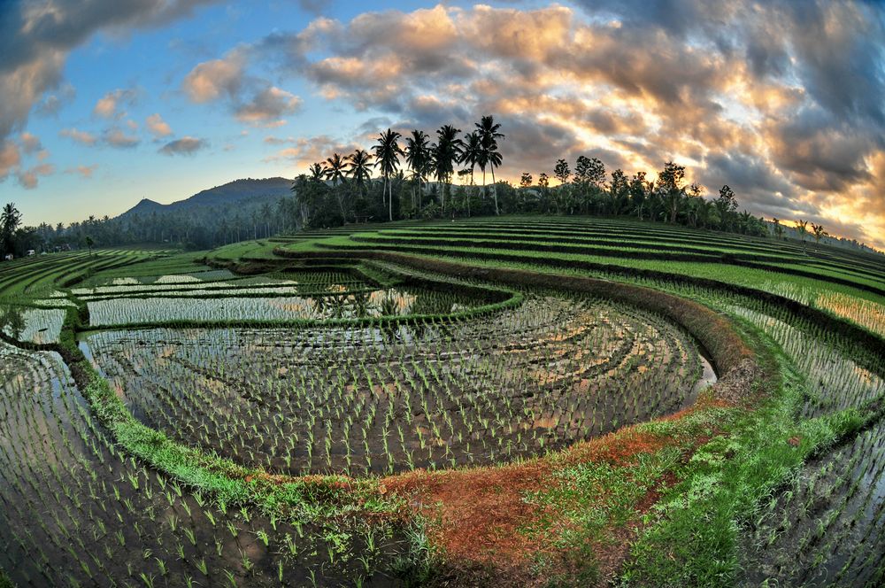 Reisfeld in BALI  2 Foto Bild  natur landschaft bali  