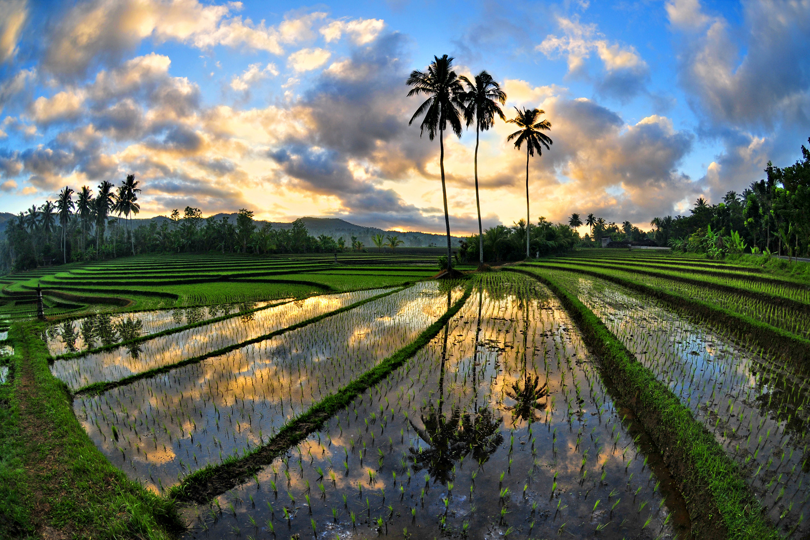 Reisfeld in Bali*