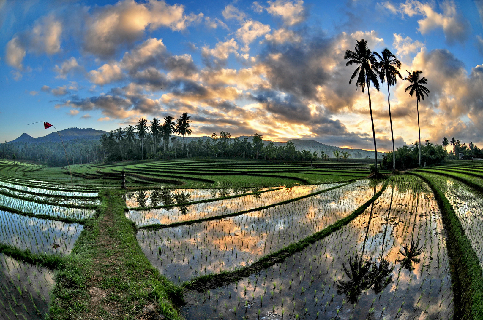 Reisfeld in BALI  5 Foto Bild sonnenaufgang natur 