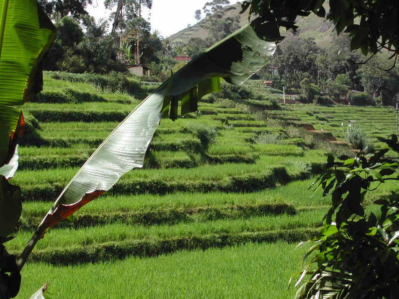 Reisfeld in Sri Lanka