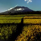 Reisfeld in voller Reife mit Gunung Agung