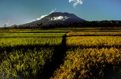 Reisfeld in voller Reife mit Gunung Agung