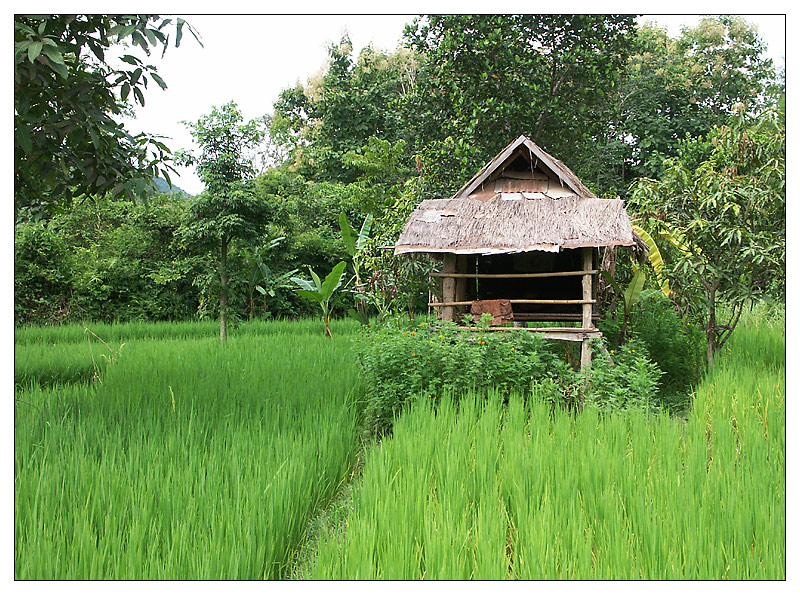 Reisfeld - Luang Prabang, Laos