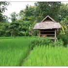 Reisfeld - Luang Prabang, Laos