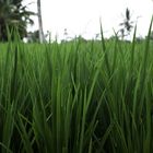 Reisfeld - mal aus einer anderen Perspektive