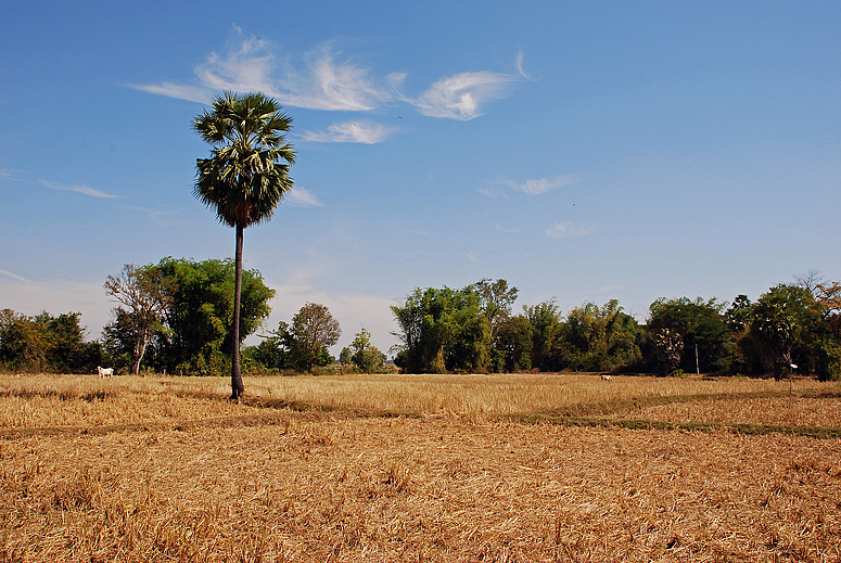 Reisfeld nach der Ernte - rice field after the harvest