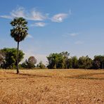 Reisfeld nach der Ernte - rice field after the harvest