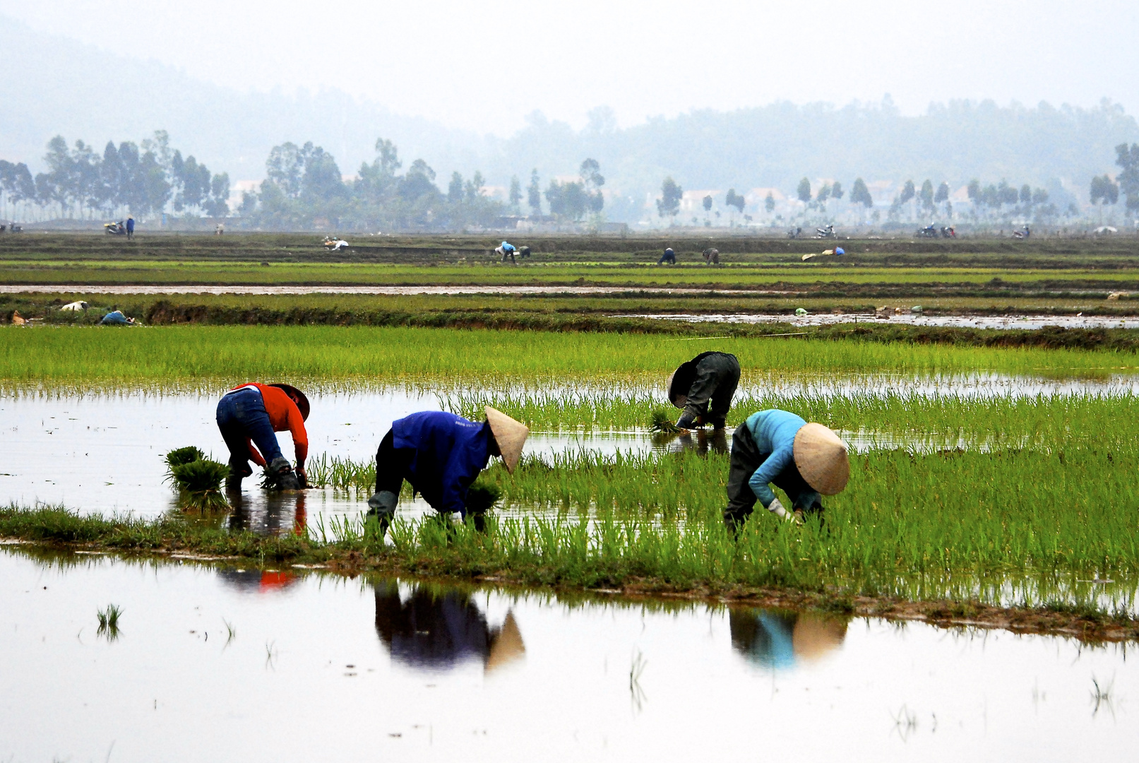 Reisfeld- Vietnam