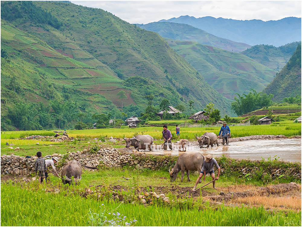 Reisfeldarbeiten bei den Bergvölkern Nord-Vietnam