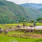 Reisfeldarbeiten bei den Bergvölkern Nord-Vietnam