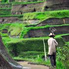 Reisfeldarbeiter Bali