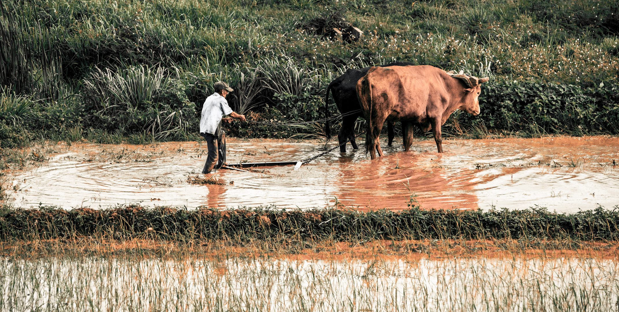 Reisfeldbauer auf Kuba