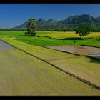- - - Reisfelder - - -