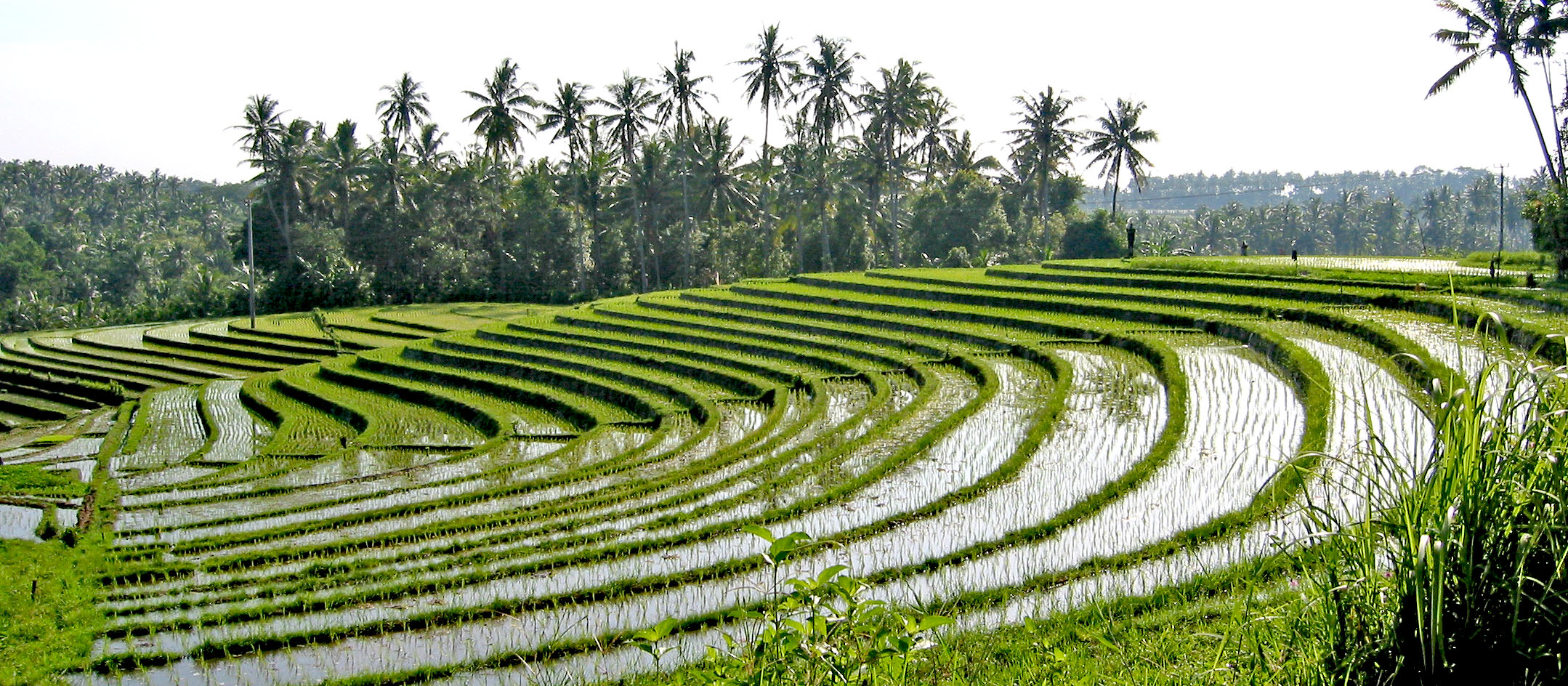  Reisfelder  auf Bali  Foto Bild natur landschaft 