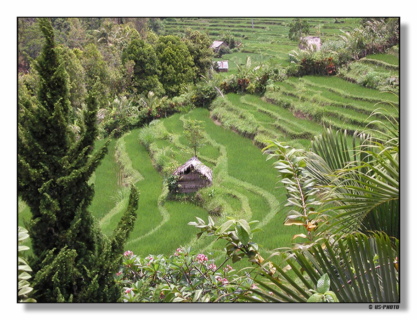 Reisfelder auf Bali #2