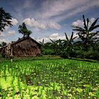 Reisfelder auf Bali