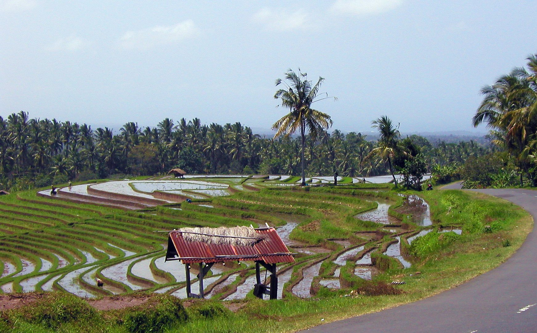 Reisfelder auf Bali