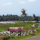 Reisfelder auf Bali