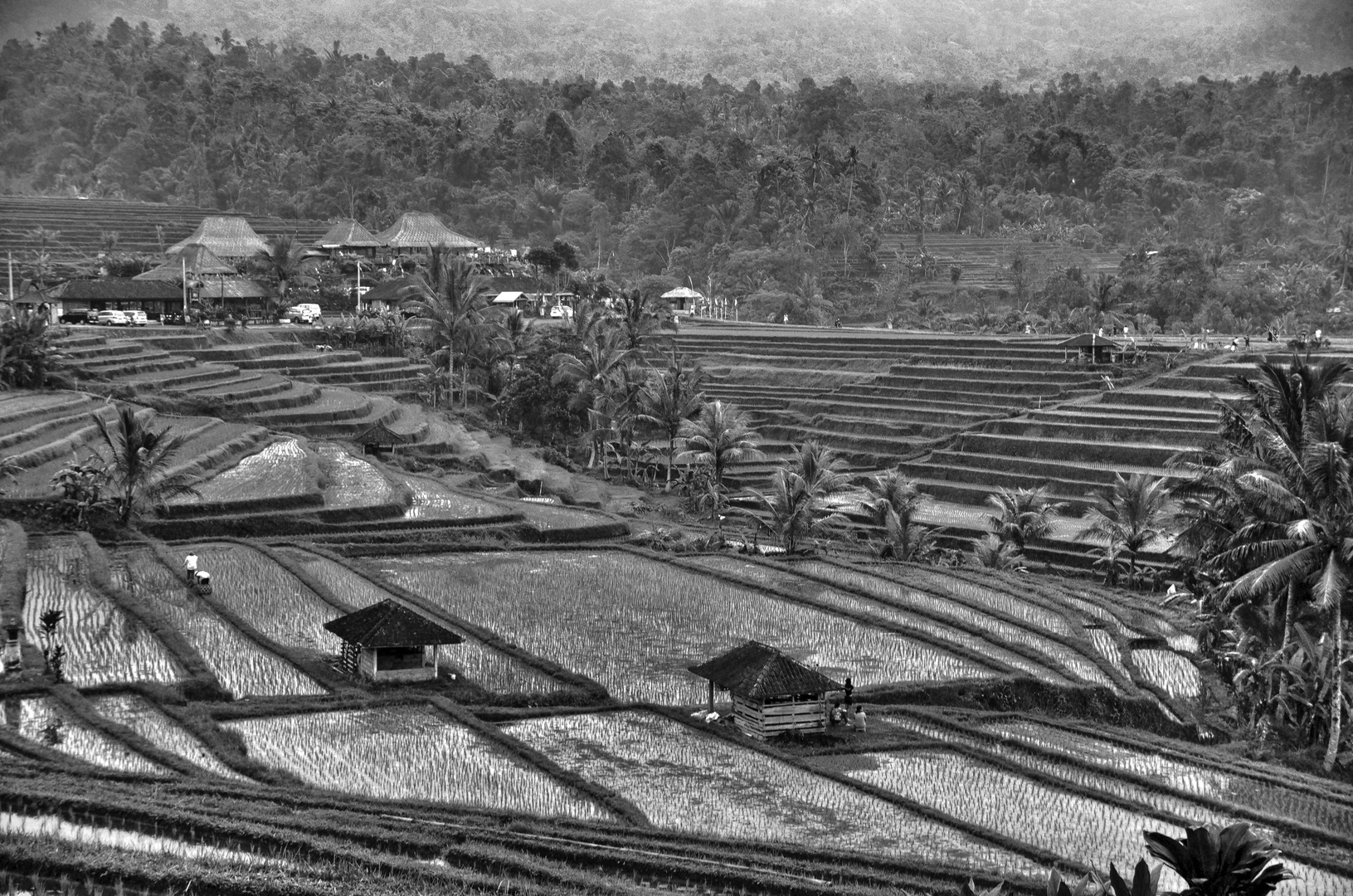 Reisfelder auf bali