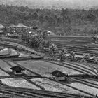 Reisfelder auf bali