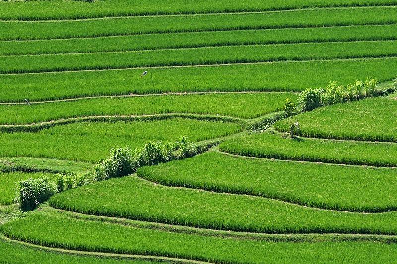  Reisfelder  auf Bali  Foto Bild landschaft cker 