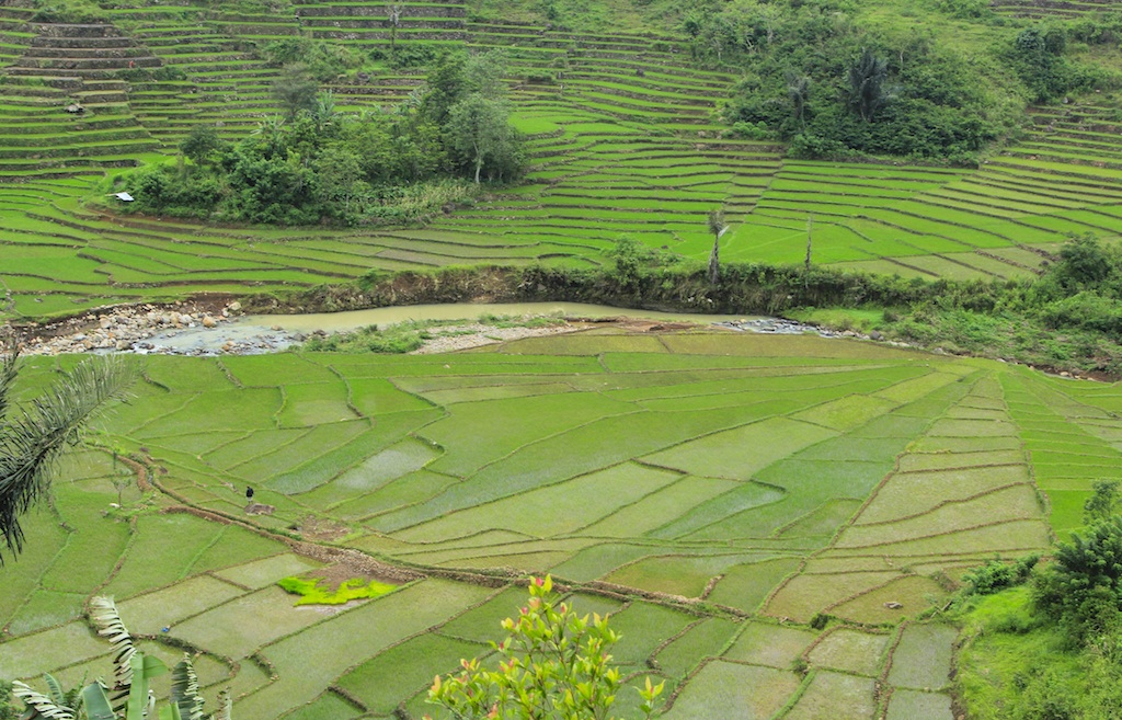 Reisfelder auf der insel Flores Indonesien