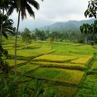 Reisfelder auf Java