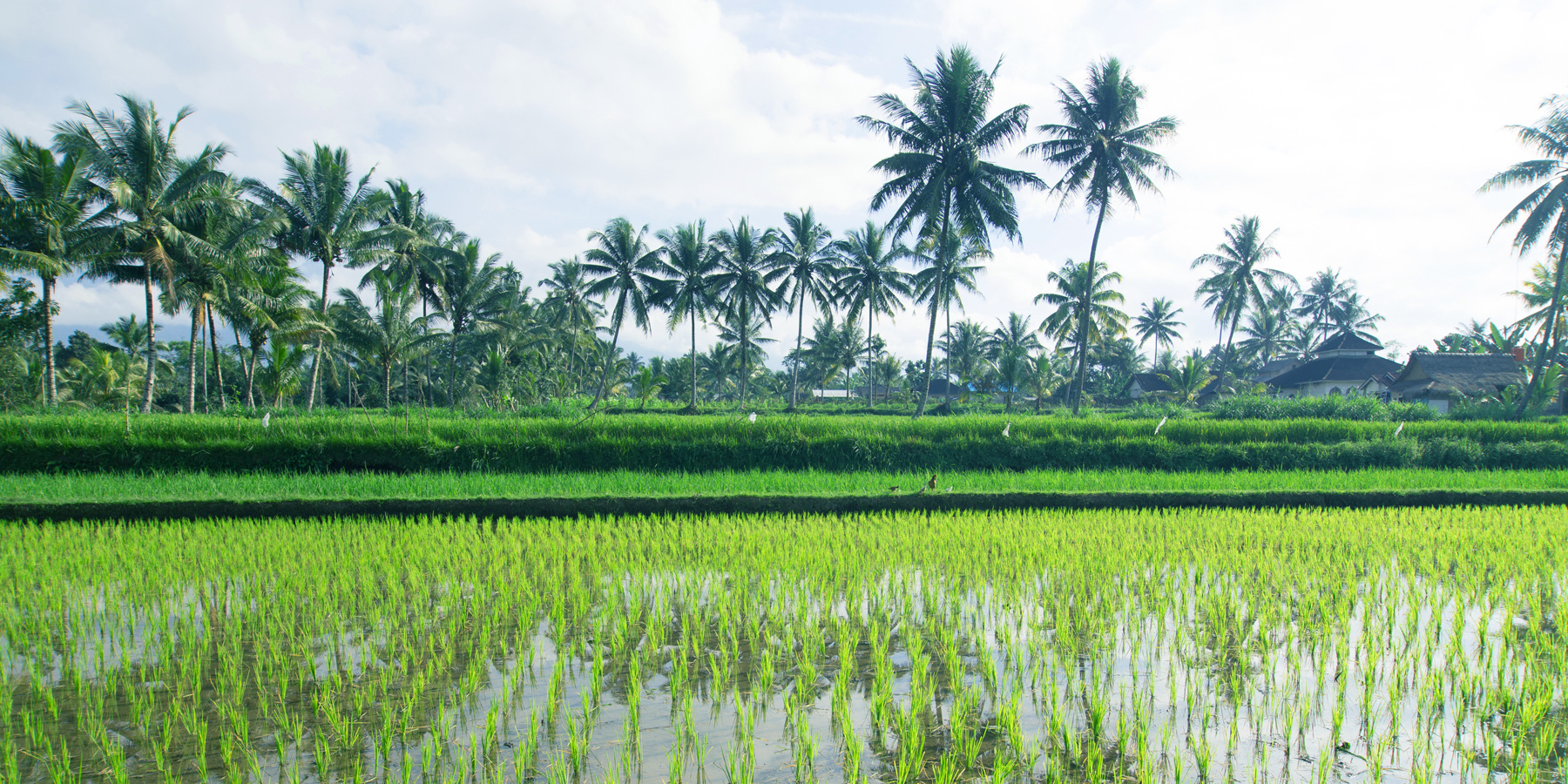 Reisfelder auf Lombok