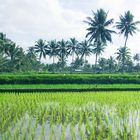 Reisfelder auf Lombok