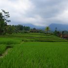 Reisfelder Balis 