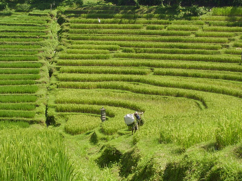 Reisfelder Balis