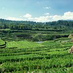 Reisfelder bei Batur 