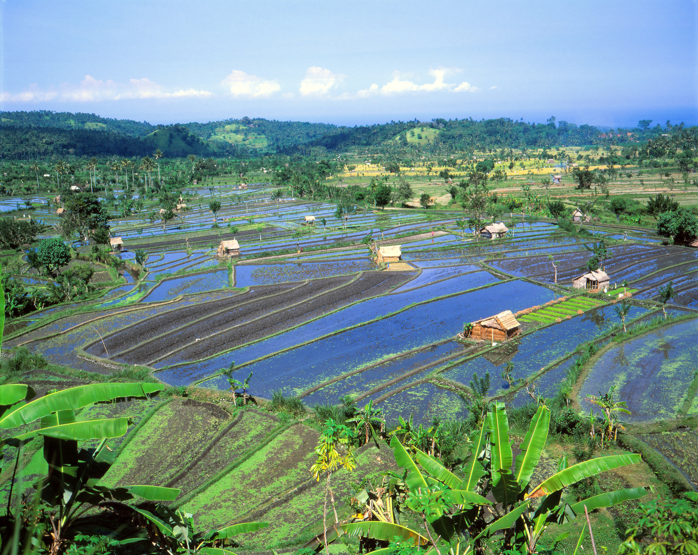 Reisfelder bei Candidasa