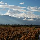 Reisfelder bei Dali